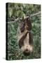 Two-Toed Tree Sloth Hanging from Tree-DLILLC-Stretched Canvas