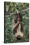 Two-Toed Tree Sloth Hanging from Tree-DLILLC-Stretched Canvas