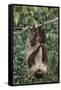 Two-Toed Tree Sloth Hanging from Tree-DLILLC-Framed Stretched Canvas