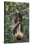 Two-Toed Tree Sloth Hanging from Tree-DLILLC-Stretched Canvas