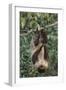 Two-Toed Tree Sloth Hanging from Tree-DLILLC-Framed Premium Photographic Print