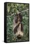 Two-Toed Tree Sloth Hanging from Tree-DLILLC-Framed Stretched Canvas