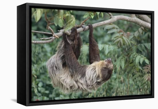 Two-Toed Tree Sloth Hanging from Tree-DLILLC-Framed Stretched Canvas