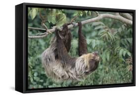 Two-Toed Tree Sloth Hanging from Tree-DLILLC-Framed Stretched Canvas