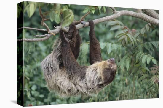 Two-Toed Tree Sloth Hanging from Tree-DLILLC-Stretched Canvas