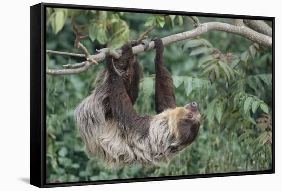 Two-Toed Tree Sloth Hanging from Tree-DLILLC-Framed Stretched Canvas