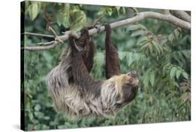 Two-Toed Tree Sloth Hanging from Tree-DLILLC-Stretched Canvas