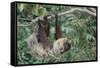 Two-Toed Tree Sloth Hanging from Tree-DLILLC-Framed Stretched Canvas