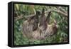 Two-Toed Tree Sloth Hanging from Tree-DLILLC-Framed Stretched Canvas