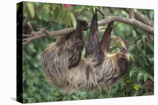 Two-Toed Tree Sloth Hanging from Tree-DLILLC-Stretched Canvas