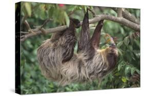 Two-Toed Tree Sloth Hanging from Tree-DLILLC-Stretched Canvas