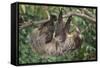 Two-Toed Tree Sloth Hanging from Tree-DLILLC-Framed Stretched Canvas