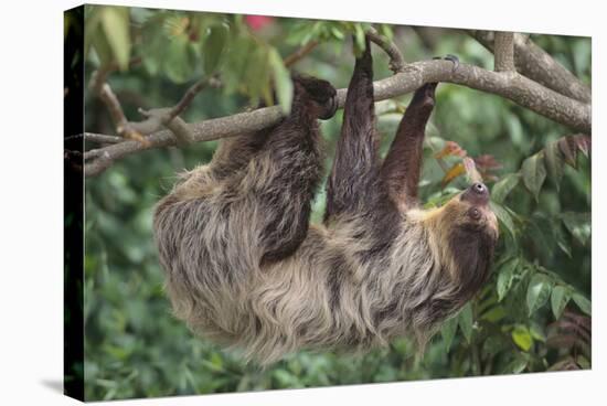 Two-Toed Tree Sloth Hanging from Tree-DLILLC-Stretched Canvas