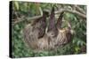 Two-Toed Tree Sloth Hanging from Tree-DLILLC-Stretched Canvas