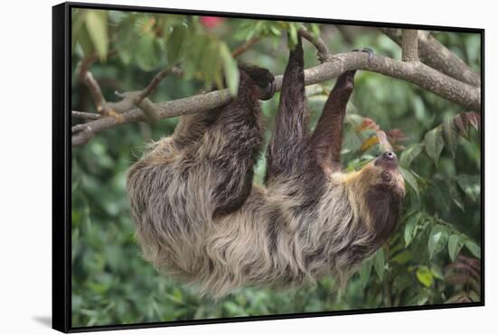 Two-Toed Tree Sloth Hanging from Tree-DLILLC-Framed Stretched Canvas