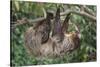 Two-Toed Tree Sloth Hanging from Tree-DLILLC-Stretched Canvas