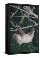 Two-Toed Tree Sloth Hanging from Tree-DLILLC-Framed Stretched Canvas