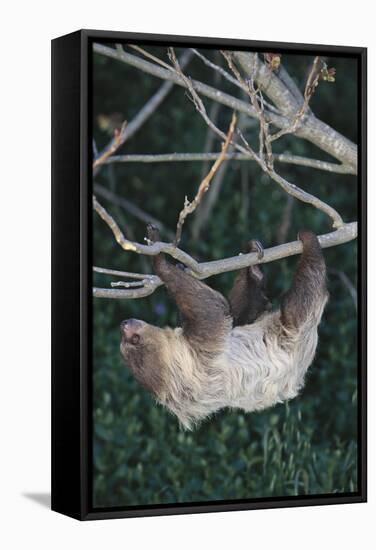 Two-Toed Tree Sloth Hanging from Tree-DLILLC-Framed Stretched Canvas