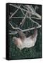 Two-Toed Tree Sloth Hanging from Tree-DLILLC-Framed Stretched Canvas