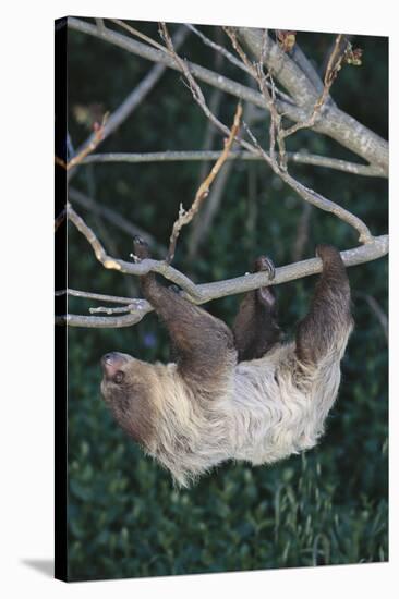 Two-Toed Tree Sloth Hanging from Tree-DLILLC-Stretched Canvas