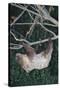 Two-Toed Tree Sloth Hanging from Tree-DLILLC-Stretched Canvas