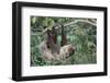 Two-Toed Tree Sloth Hanging from Tree-DLILLC-Framed Premium Photographic Print