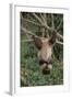 Two-Toed Tree Sloth Hanging from Tree-DLILLC-Framed Photographic Print