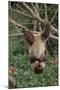 Two-Toed Tree Sloth Hanging from Tree-DLILLC-Mounted Photographic Print