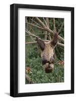 Two-Toed Tree Sloth Hanging from Tree-DLILLC-Framed Photographic Print