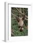 Two-Toed Tree Sloth Hanging from Tree-DLILLC-Framed Photographic Print