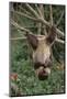 Two-Toed Tree Sloth Hanging from Tree-DLILLC-Mounted Photographic Print