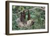 Two-Toed Tree Sloth Hanging from Tree-DLILLC-Framed Photographic Print