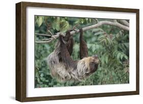 Two-Toed Tree Sloth Hanging from Tree-DLILLC-Framed Photographic Print