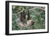 Two-Toed Tree Sloth Hanging from Tree-DLILLC-Framed Photographic Print