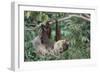 Two-Toed Tree Sloth Hanging from Tree-DLILLC-Framed Photographic Print