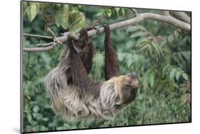 Two-Toed Tree Sloth Hanging from Tree-DLILLC-Mounted Photographic Print