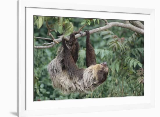 Two-Toed Tree Sloth Hanging from Tree-DLILLC-Framed Photographic Print