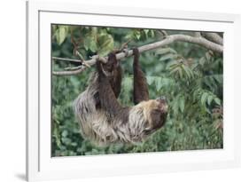 Two-Toed Tree Sloth Hanging from Tree-DLILLC-Framed Photographic Print