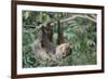 Two-Toed Tree Sloth Hanging from Tree-DLILLC-Framed Photographic Print