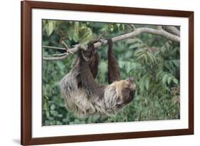 Two-Toed Tree Sloth Hanging from Tree-DLILLC-Framed Photographic Print