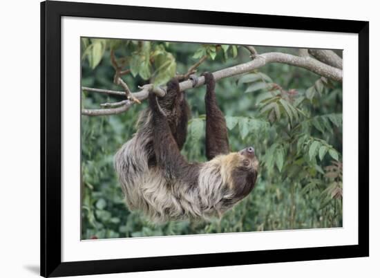 Two-Toed Tree Sloth Hanging from Tree-DLILLC-Framed Photographic Print