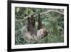 Two-Toed Tree Sloth Hanging from Tree-DLILLC-Framed Photographic Print