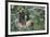 Two-Toed Tree Sloth Hanging from Tree-DLILLC-Framed Photographic Print