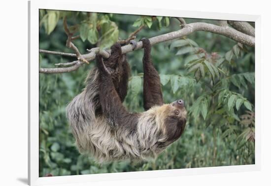 Two-Toed Tree Sloth Hanging from Tree-DLILLC-Framed Photographic Print