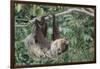 Two-Toed Tree Sloth Hanging from Tree-DLILLC-Framed Photographic Print