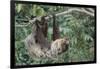 Two-Toed Tree Sloth Hanging from Tree-DLILLC-Framed Photographic Print