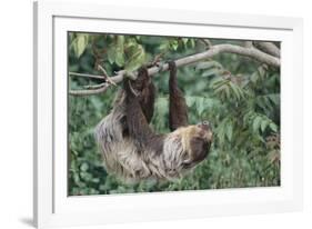 Two-Toed Tree Sloth Hanging from Tree-DLILLC-Framed Photographic Print