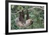 Two-Toed Tree Sloth Hanging from Tree-DLILLC-Framed Photographic Print