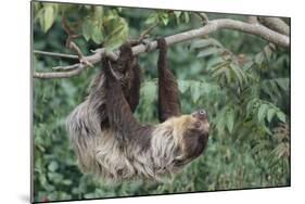 Two-Toed Tree Sloth Hanging from Tree-DLILLC-Mounted Photographic Print