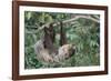 Two-Toed Tree Sloth Hanging from Tree-DLILLC-Framed Photographic Print